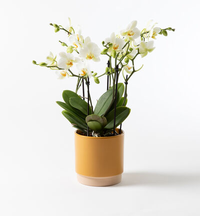 Hvit orkidé Bouquetto i okergul potte